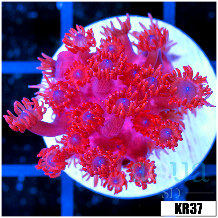 ASD Red Goniopora