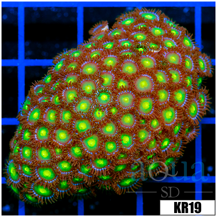 Dragon Eyes Zoanthids Colony