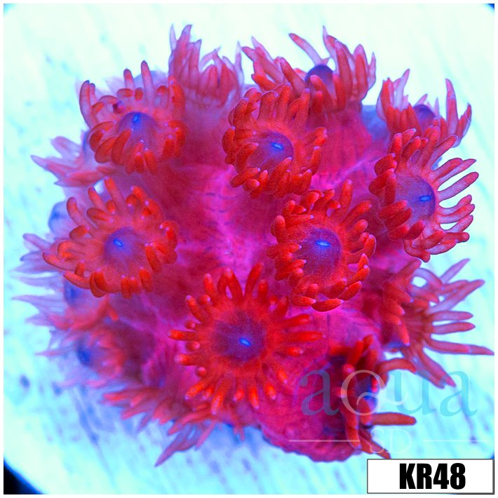 ASD Red Goniopora
