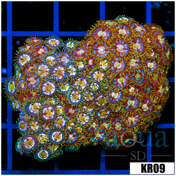 Combo Zoanthids Colony