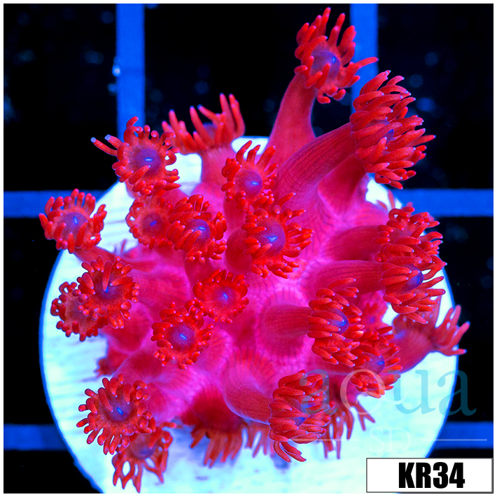 ASD Red Goniopora