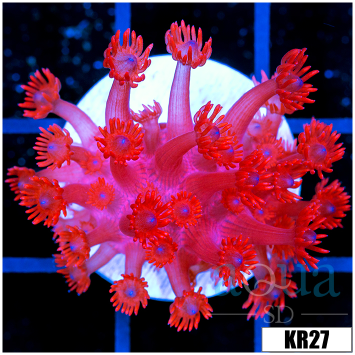 ASD Red Goniopora