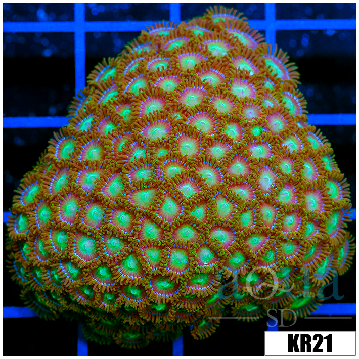 Dragon Eyes Zoanthids Colony