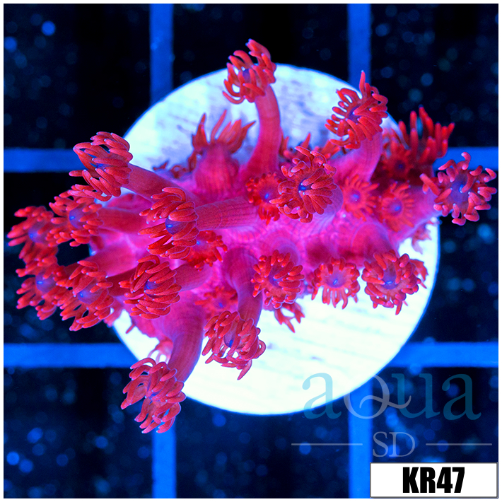 ASD Red Goniopora