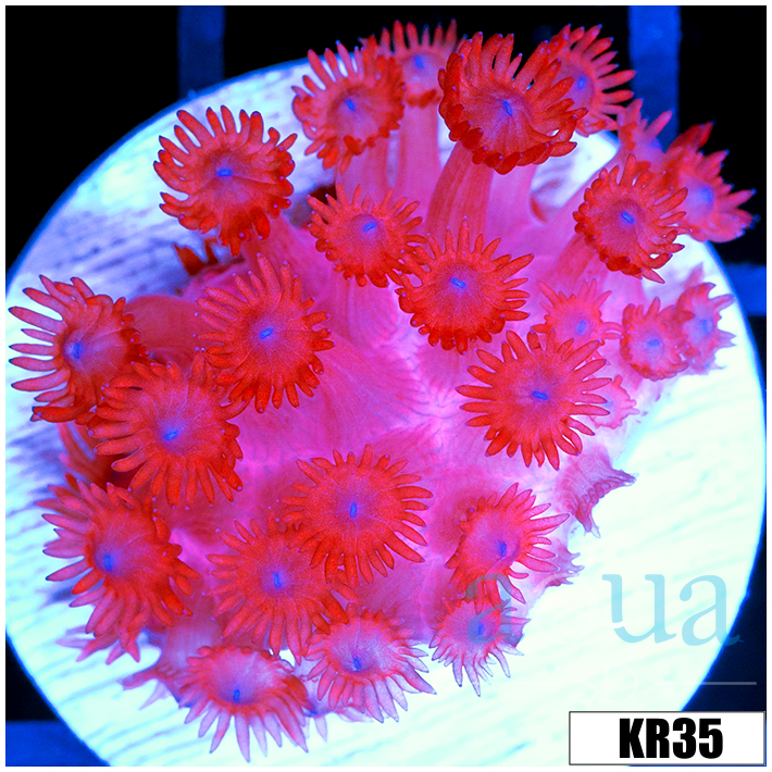 ASD Red Goniopora