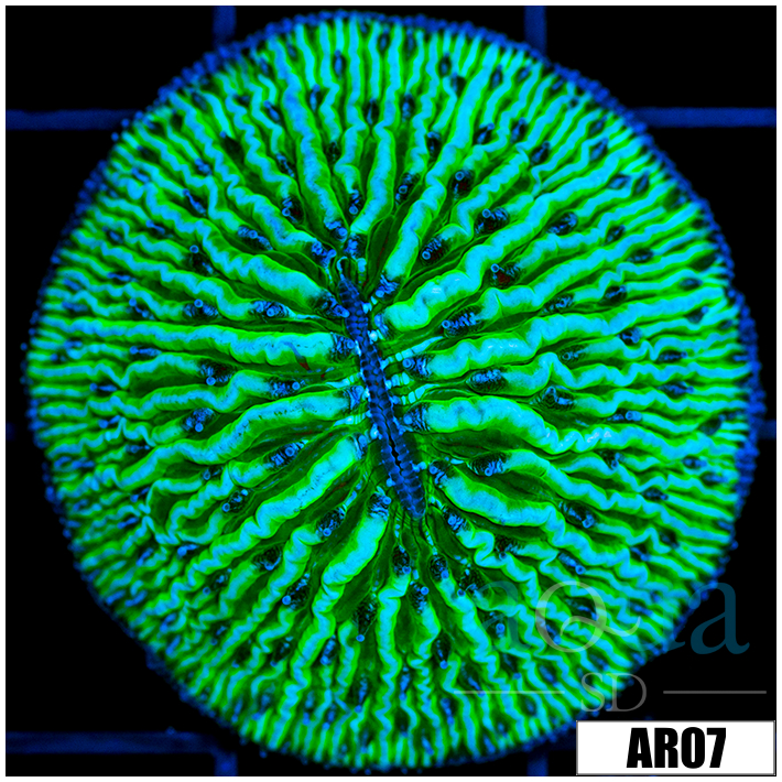 Neon Helmet Plate Coral