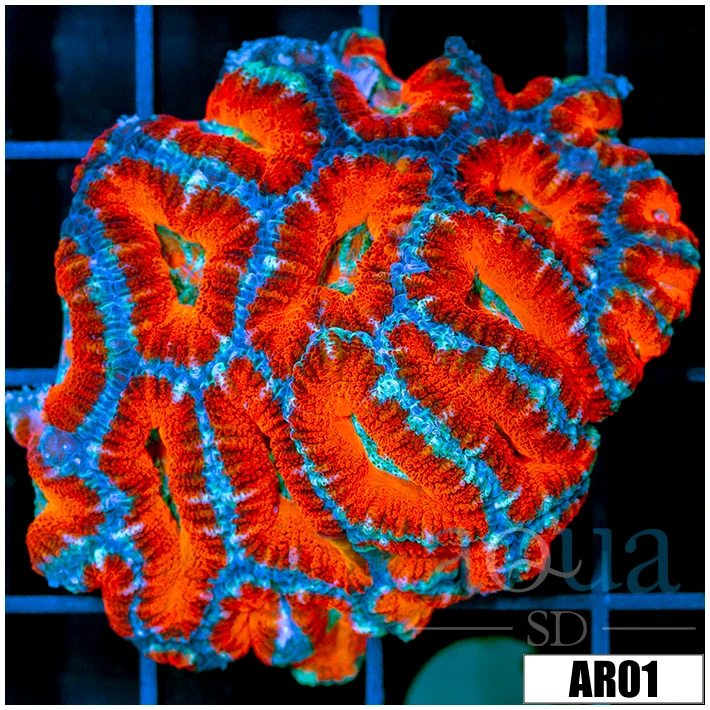 Teal Claw Acan Lord Colony