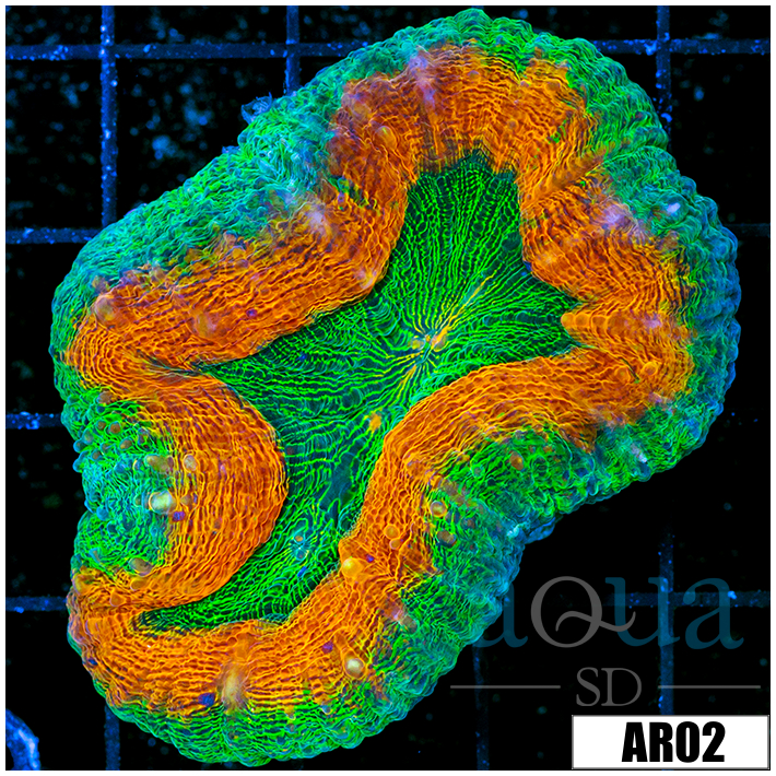 Ultra Pumpkin Lobophyllia