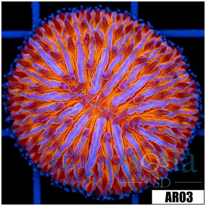 Orange Helmet Plate Coral