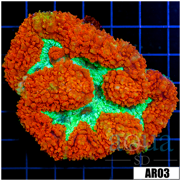 Lava rim Symphyllia