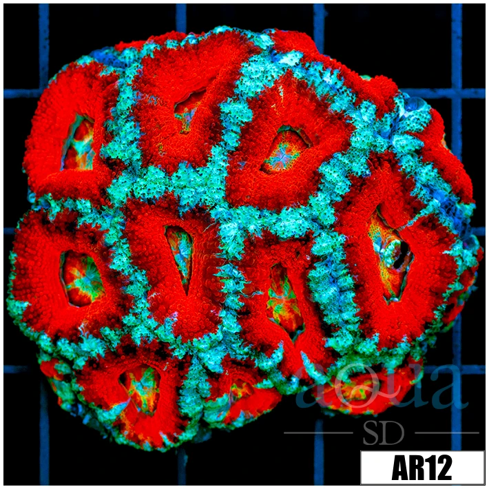 Rainbow Core Acan Lord Colony