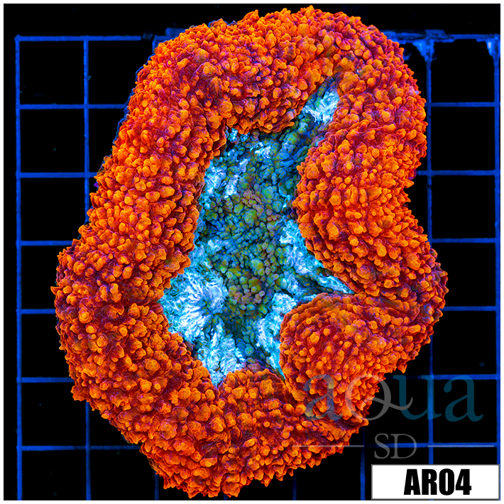 Ultra Lava Rim Symphyllia