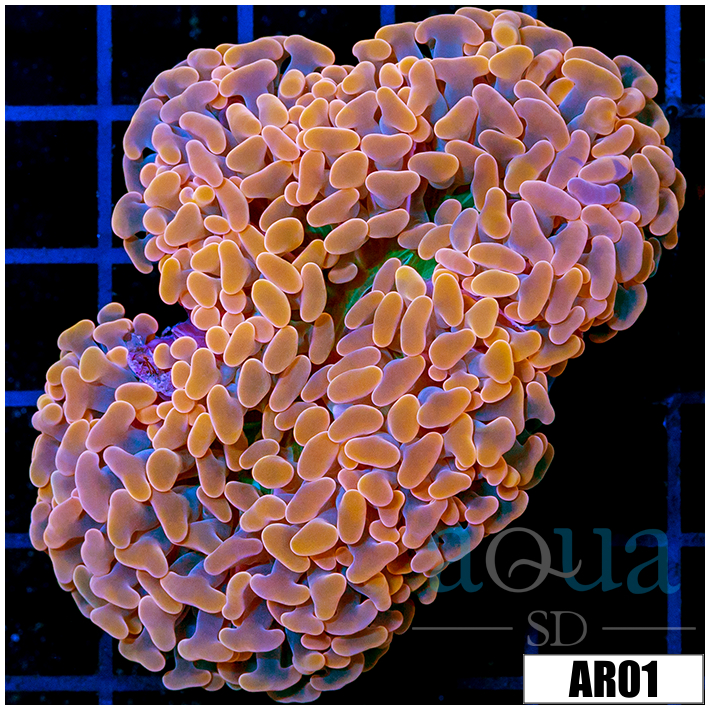 ASD Orange Wall Hammer