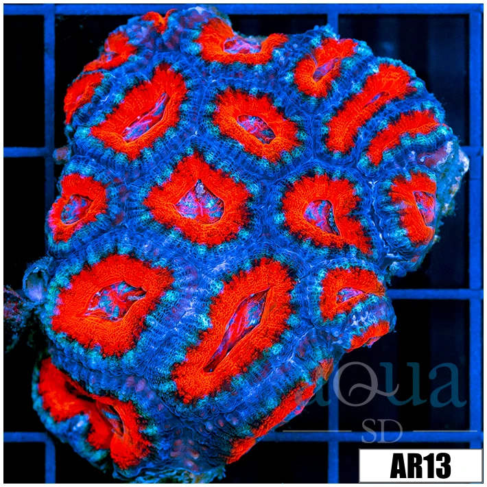 Teal Claw Acan Lord Colony