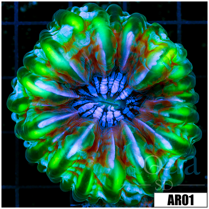 ASD Neon Cynarina