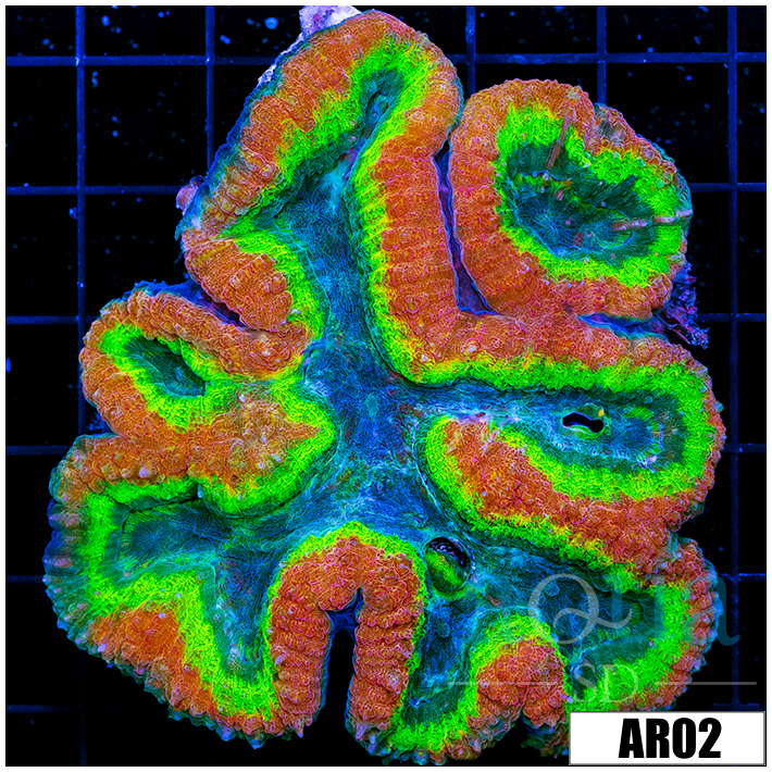 Bubble Gum Rim Lobophyllia