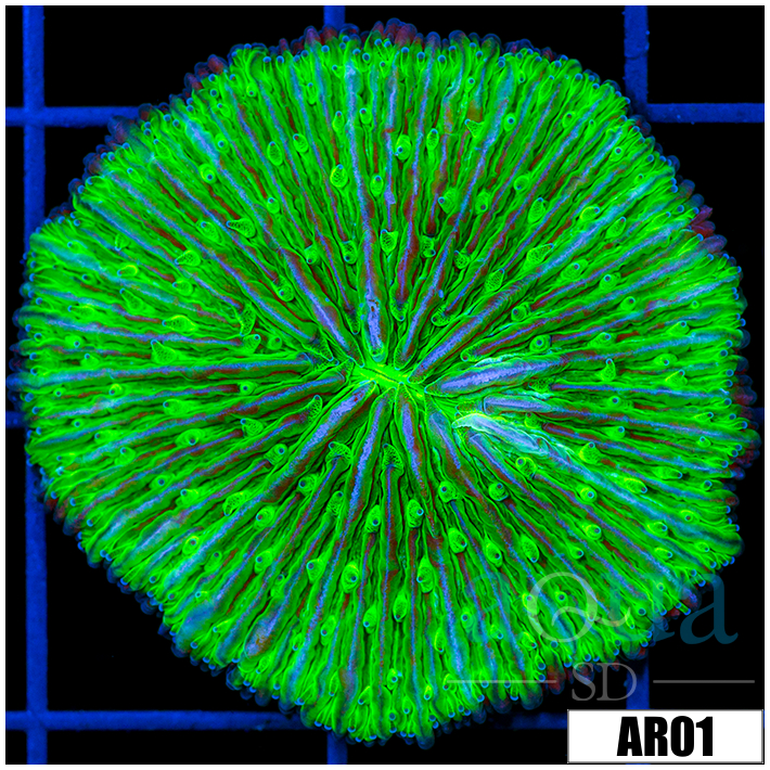 Neon Plate Coral