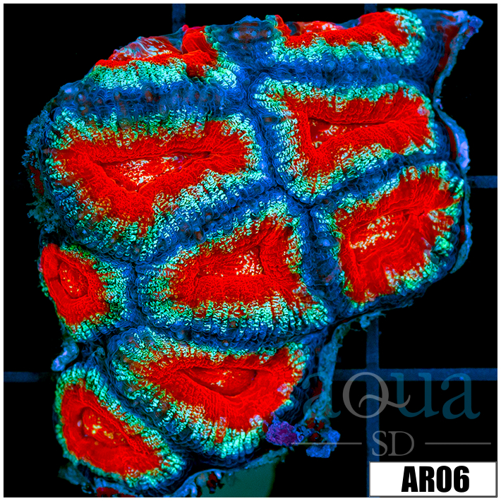 Teal Claw Acan Lord Colony