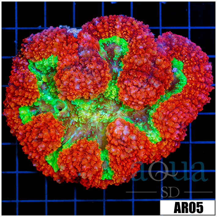 Ultra Lava Rim Symphyllia
