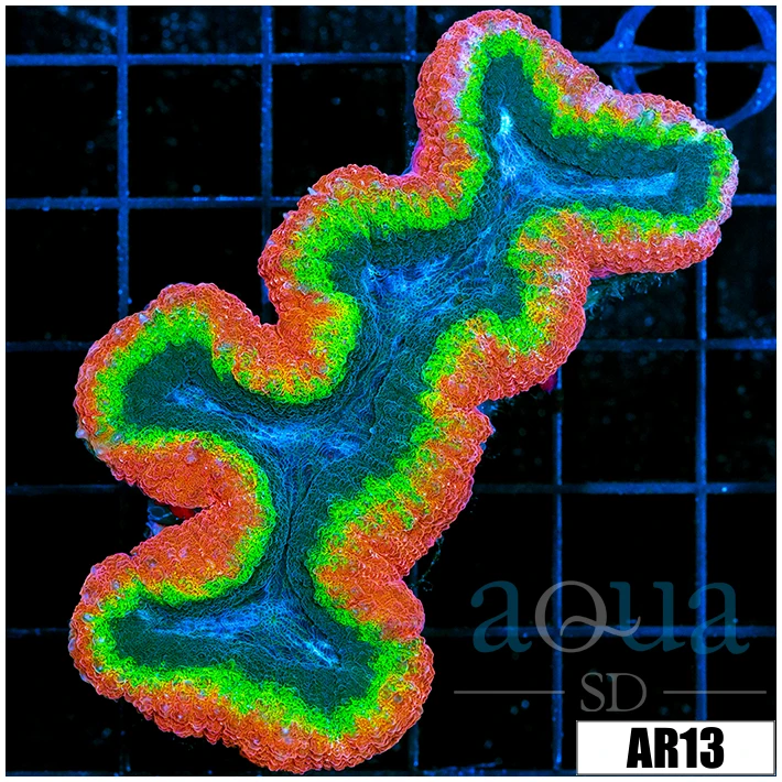 Bubble Gum Rim Lobophyllia
