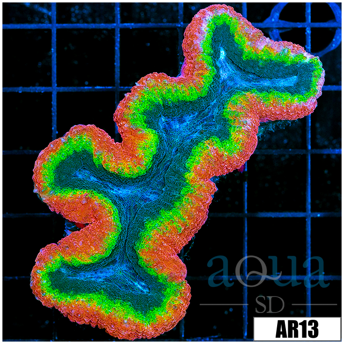 Bubble Gum Rim Lobophyllia