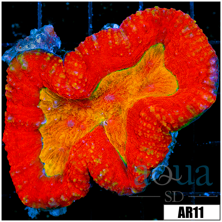Ultra Fuego Lobophyllia