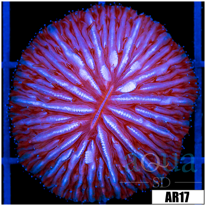 Aussie Helmet Plate Coral