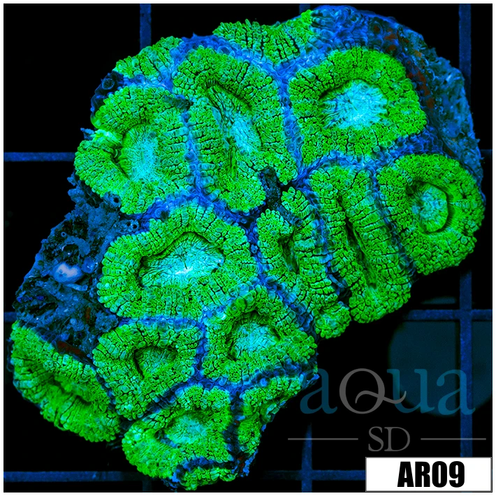Neon Ice Acan Lord Colony