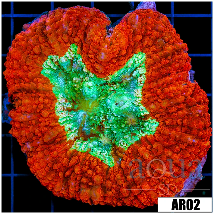 Lava rim Symphyllia