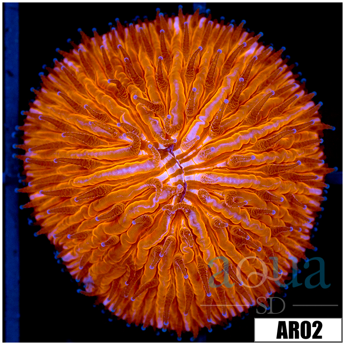 Orange Helmet Plate Coral