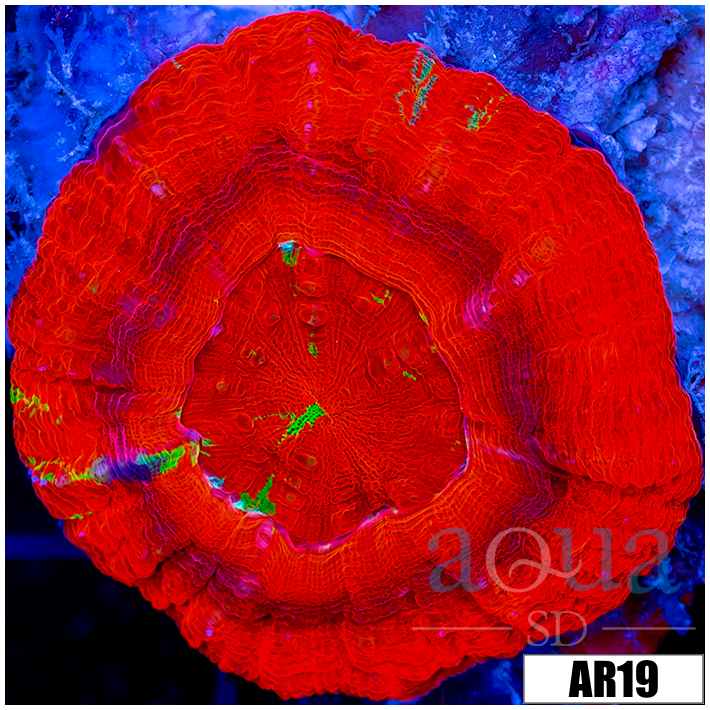 Bleeding UFO Scoly