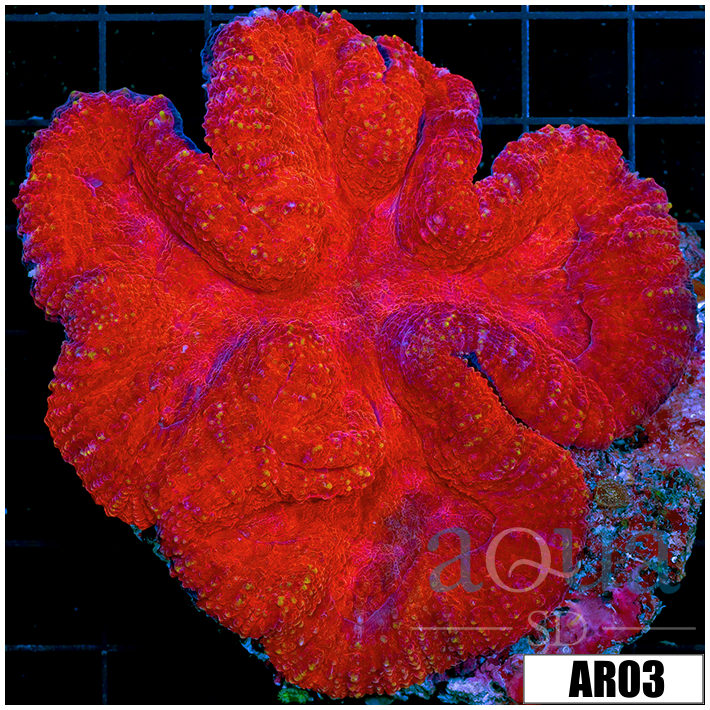Crimson Lobophyllia