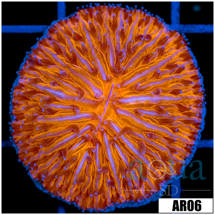 Orange Helmet Plate Coral