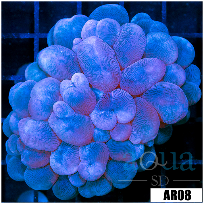 Aussie Bubble Coral