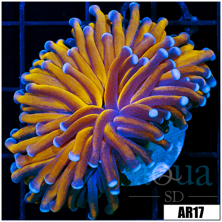 Aussie 24K Fathead Torch