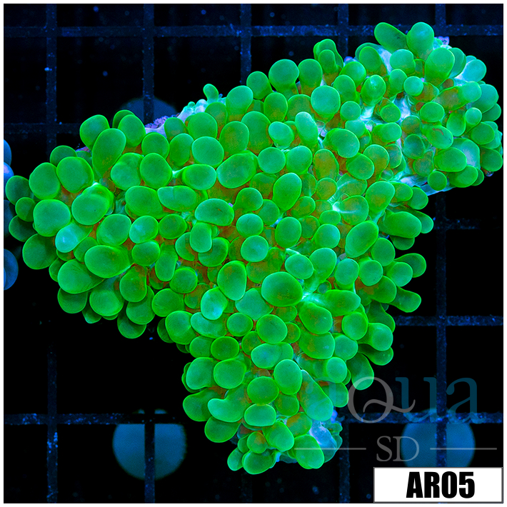Aussie Nuclear Bubble Coral