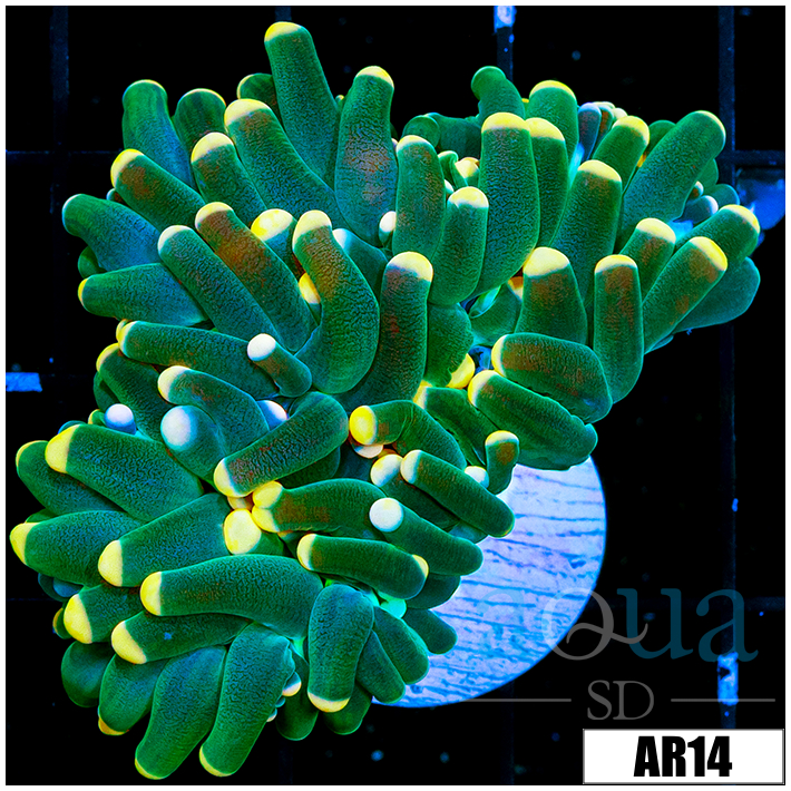Aussie Fathead Yellow Tips Torch