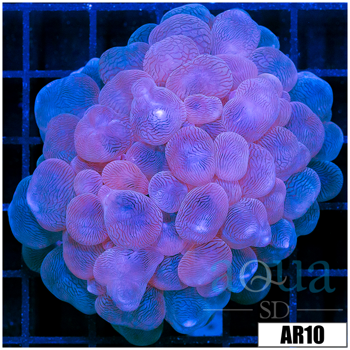 Aussie Bubble Coral