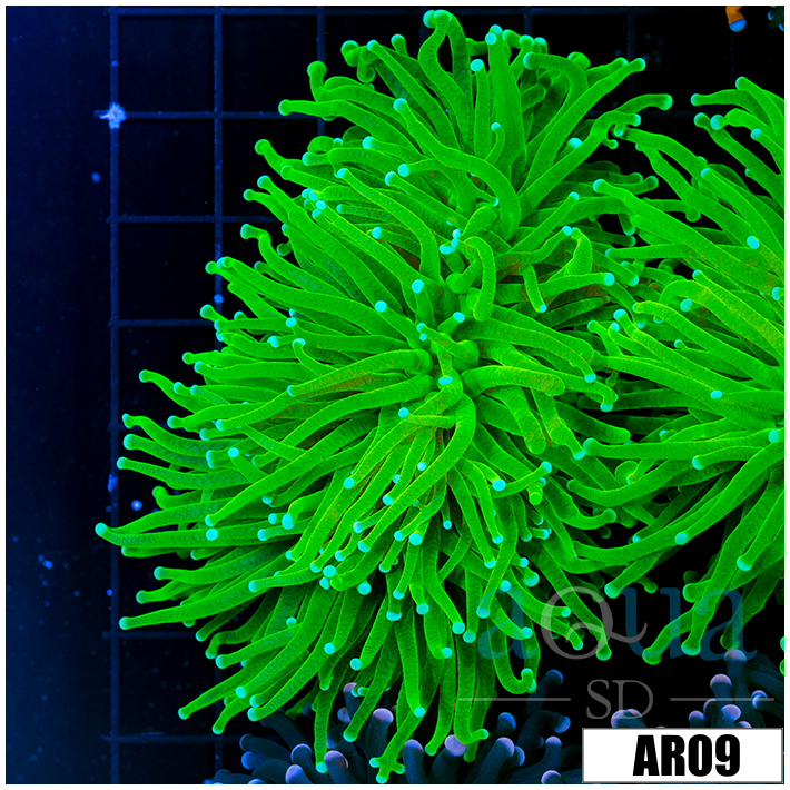 ASD Nuclear Grail Torch
