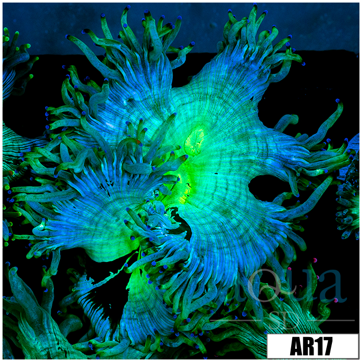 Aussie Nuclear Elegance Coral