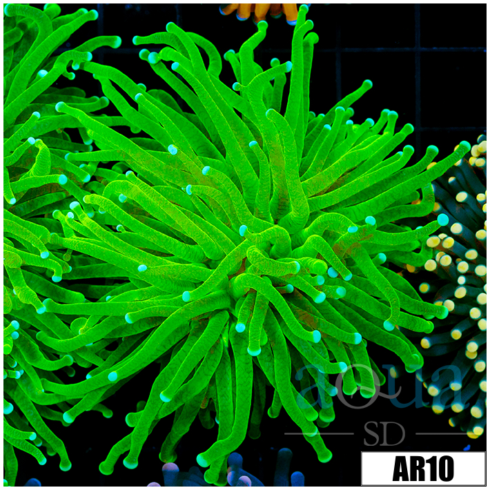 ASD Nuclear Grail Torch