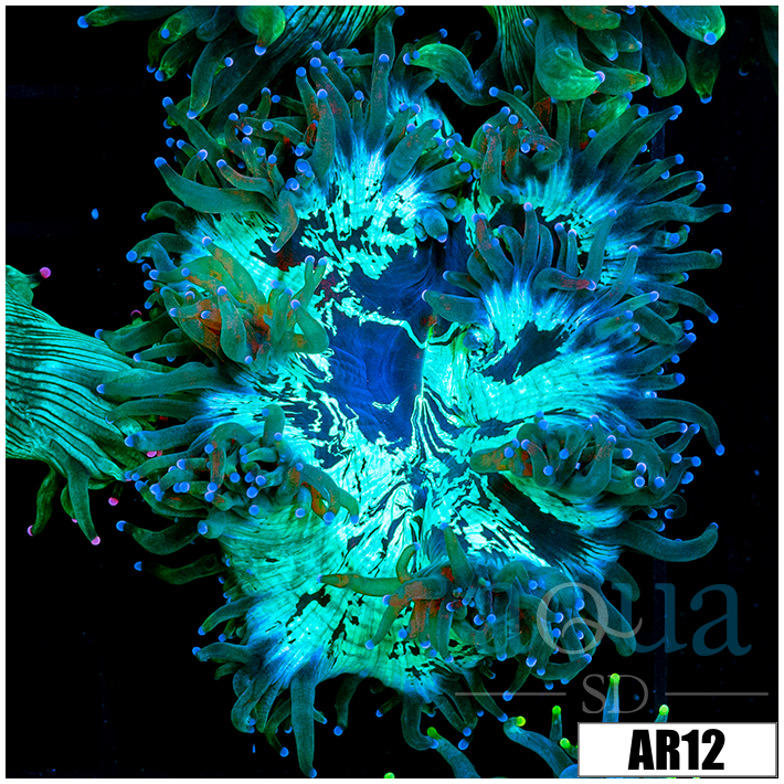 Aussie Nuclear Elegance Coral