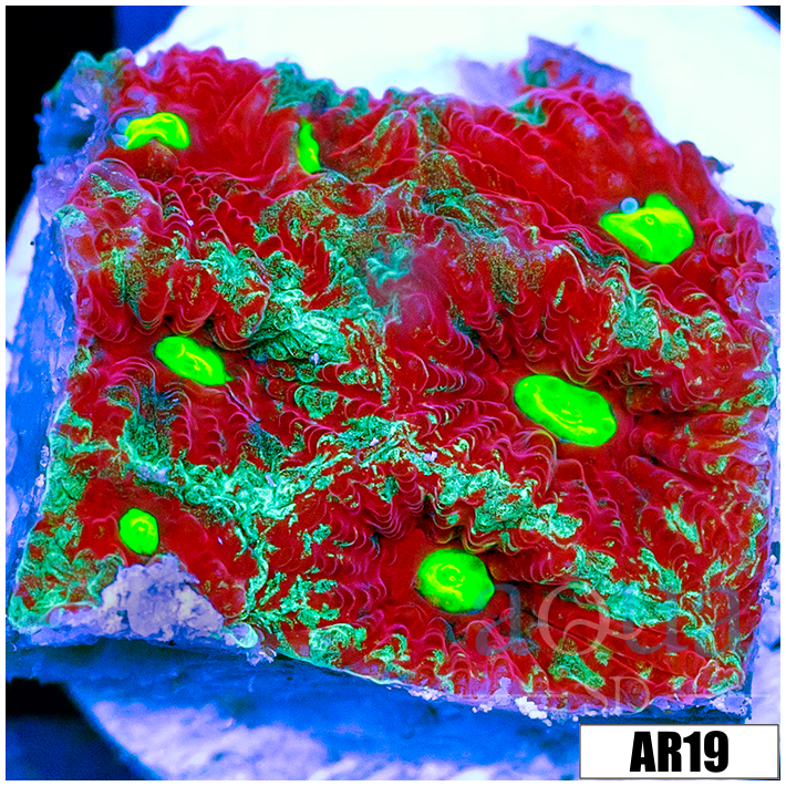 Grafted War Coral Favia