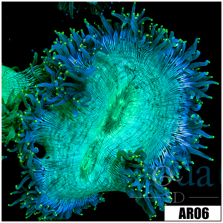Aussie Nuclear Elegance Coral