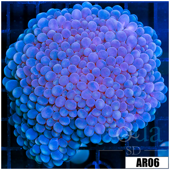 Aussie Bubble Coral