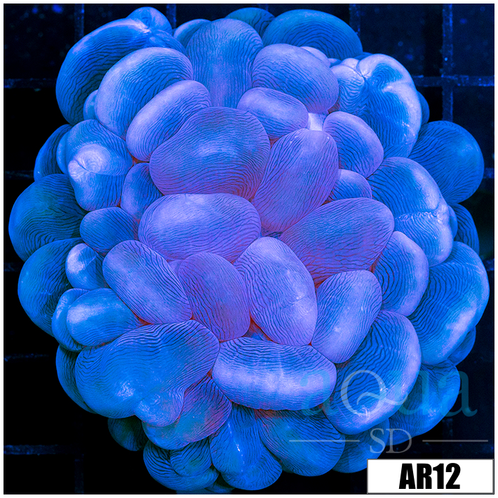 Aussie Bubble Coral