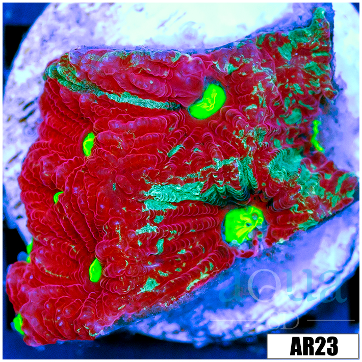 Grafted War Coral Favia