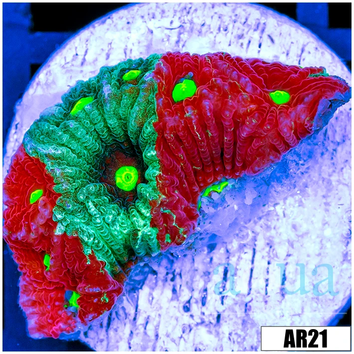 Grafted War Coral Favia