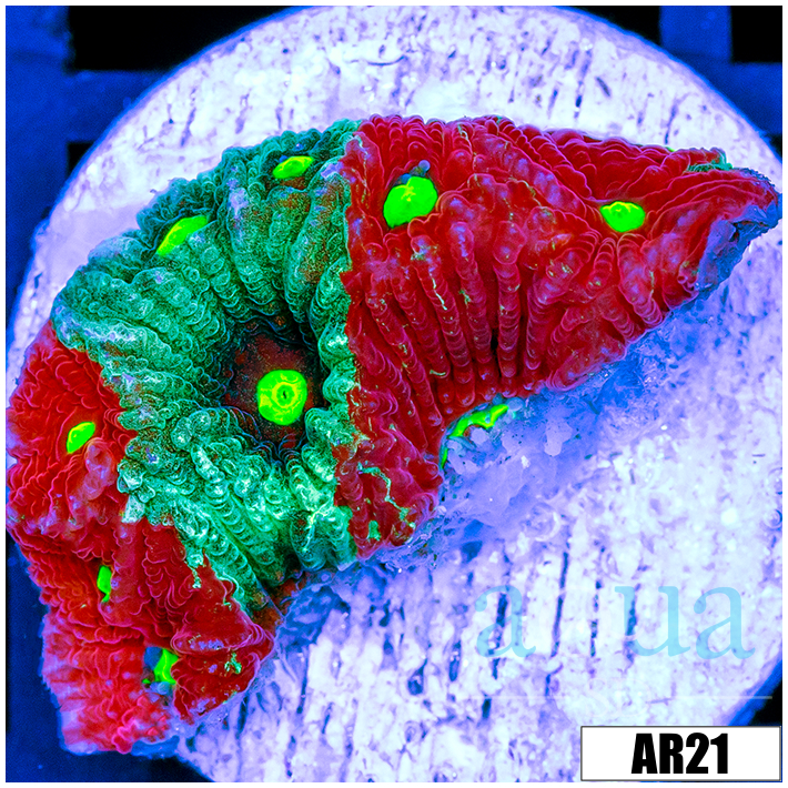 Grafted War Coral Favia