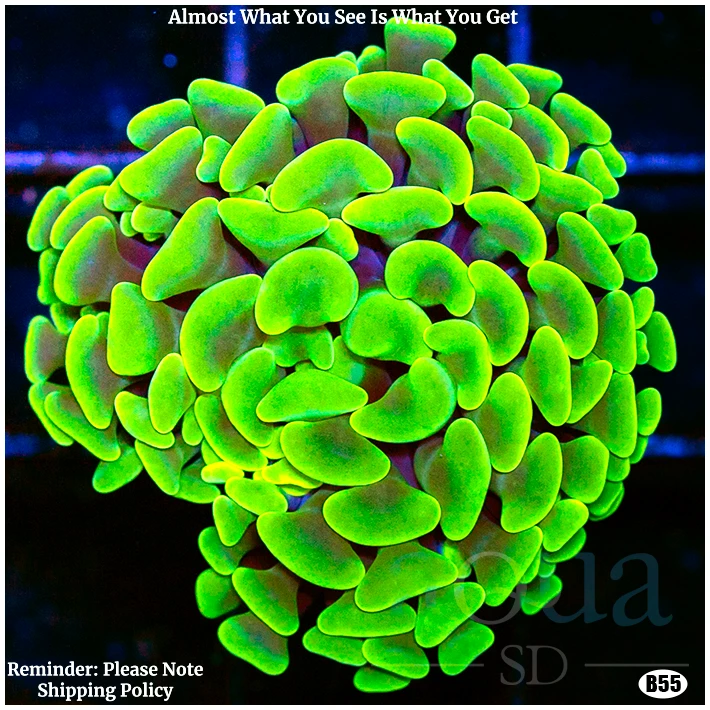 Aussie Neon Branching Hammer
